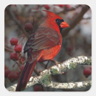 White Berries Primitive Christmas Red Cardinal Square Sticker
