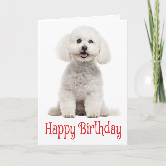 Bichon Frise Dog Blue Animal Personalized Birthday Card