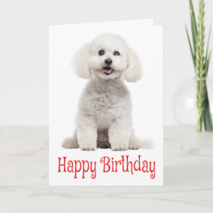 White Bichon Frise Puppy Dog Red Happy Birthday Card