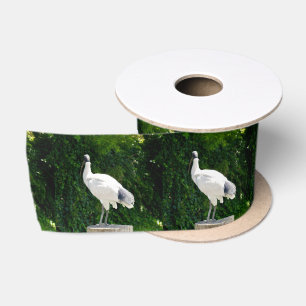 White Bin Chicken Known As "The Ibis", Satin Ribbon