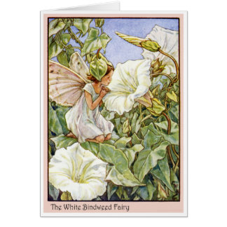 White Bindweed Fairy
