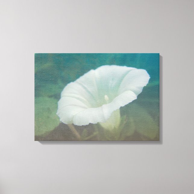 White Bindweed - The Wild Perennial Morning Glory Canvas Print (Front)