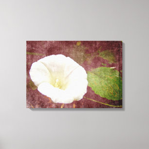 White Bindweed - The Wild Perennial Morning Glory Canvas Print