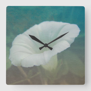 White Bindweed - The Wild Perennial Morning Glory Square Wall Clock