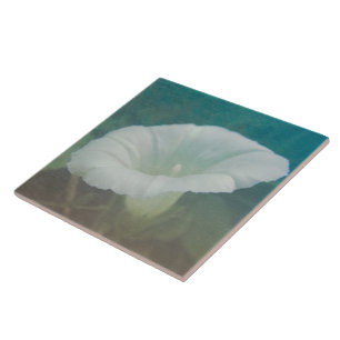 White Bindweed - The Wild Perennial Morning Glory Tile