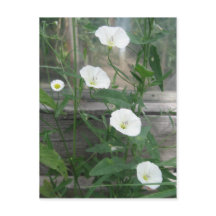 White Bindweeds