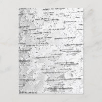 White Birch Bark Photo  Postcard