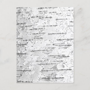 White Birch Bark Photo  Postcard