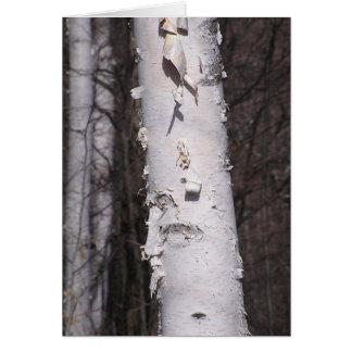 White birch (Betula papyrifera) card