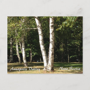White Birch Postcard