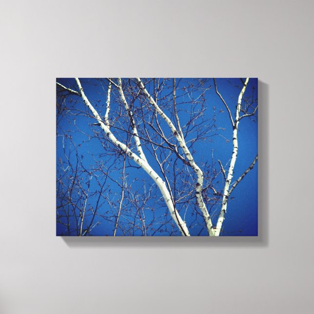White Birch Tree Against Blue Sky Nature Canvas Print (Front)