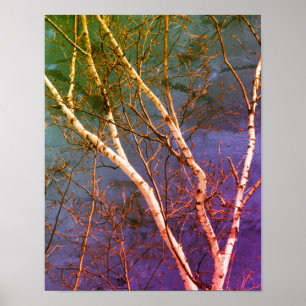 White Birch Tree Blue Sky Distressed Abstract Poster