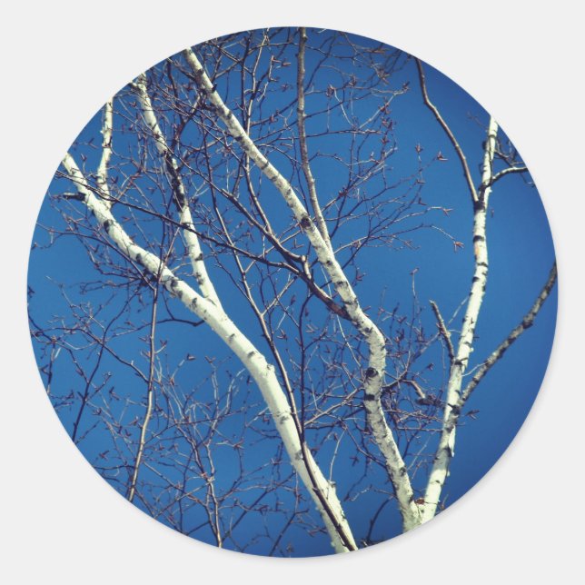 White Birch Tree Blue Sky Nature  Classic Round Sticker (Front)