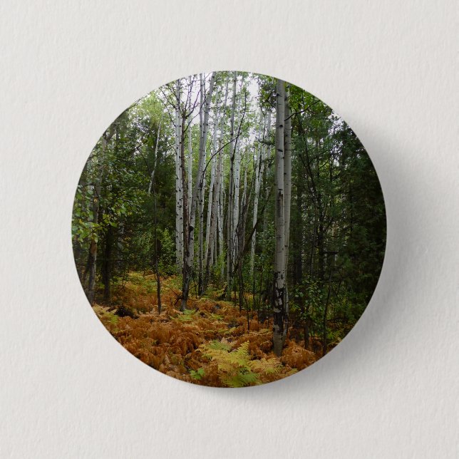 White Birch Trees and Fall Ferns at Rocky Mountain 2 Inch Round Button (Front)