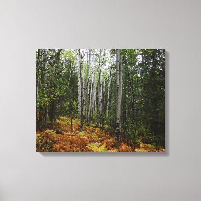 White Birch Trees and Fall Ferns at Rocky Mountain Canvas Print (Front)