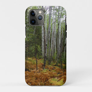 White Birch Trees and Fall Ferns at Rocky Mountain iPhone 11 Pro Case