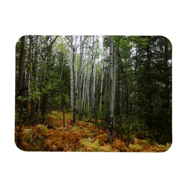 White Birch Trees and Fall Ferns at Rocky Mountain Magnet (Horizontal)