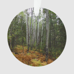 White Birch Trees and Fall Ferns at Rocky Mountain Ornament