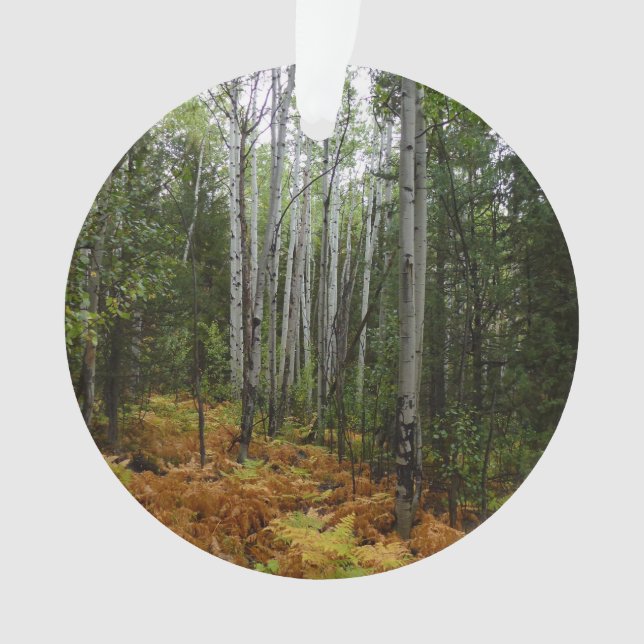 White Birch Trees and Fall Ferns at Rocky Mountain Ornament (Front)