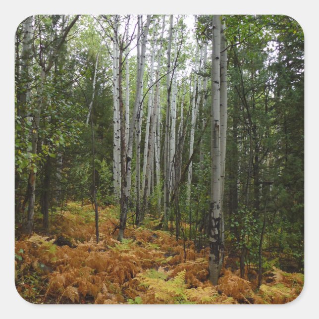 White Birch Trees and Fall Ferns at Rocky Mountain Square Sticker (Front)