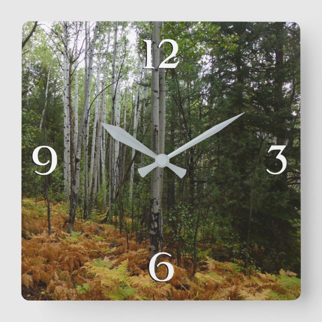 White Birch Trees and Fall Ferns at Rocky Mountain Square Wall Clock (Front)