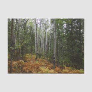 White Birch Trees and Fall Ferns at Rocky Mountain Tissue Paper