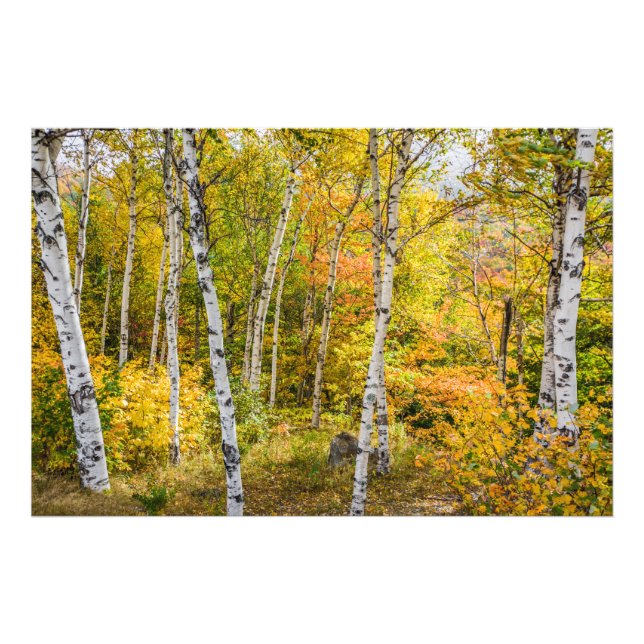 White Birches in Autumn Photo Print (Front)