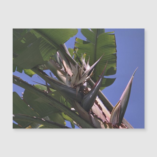 White Bird of Paradise Magnetic Card Refrigerator  (Front)