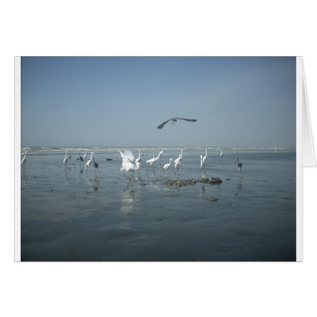 White birds featehres hakuna matata.JPG (Front Horizontal)