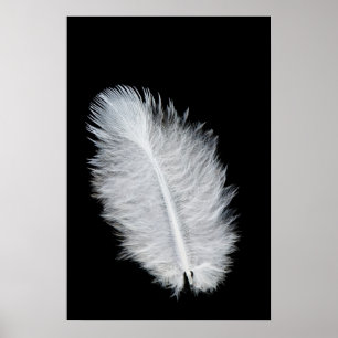 White bird's feather poster