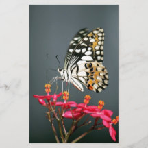 White Black and Yellow Butterfly on Pink Flowers