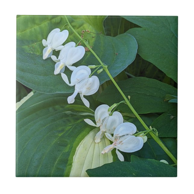 White Bleeding Heart Floral Tile (Front)