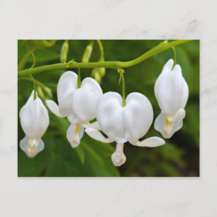 White Bleeding Heart Flower Postcard