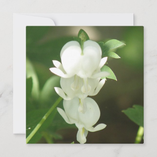 White Bleeding Heart Invitation (Front)