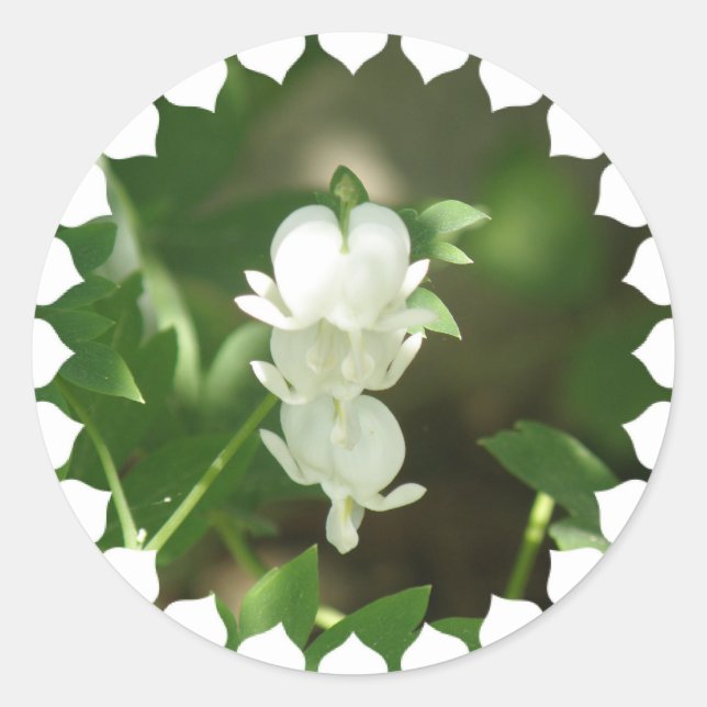 White Bleeding Heart Sticker (Front)