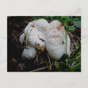 White Blobs Mushroom Postcard