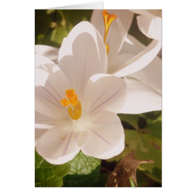 White Bloom Dappled Light (Front)