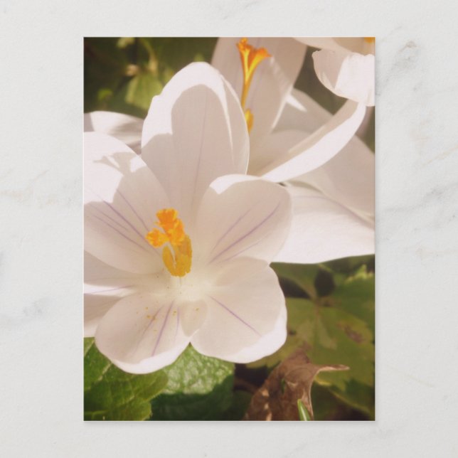 White Bloom Dappled Light Postcard (Front)