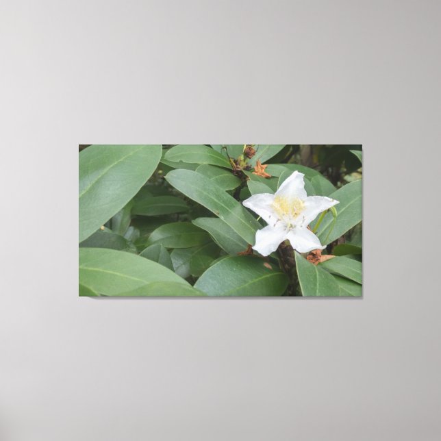 White bloom on shrub canvas print (Front)