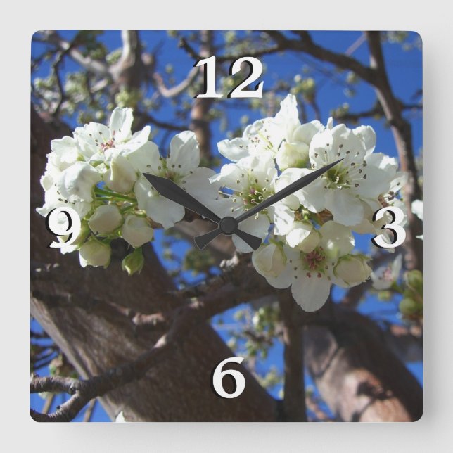 White Blossom Clusters Spring Flowering Pear Tree Square Wall Clock (Front)