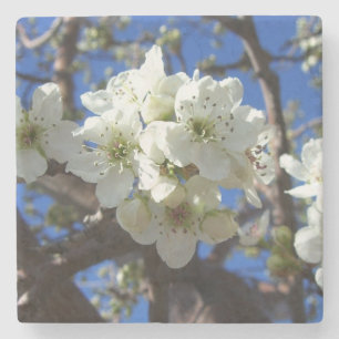 White Blossom Clusters Spring Flowering Pear Tree Stone Coaster