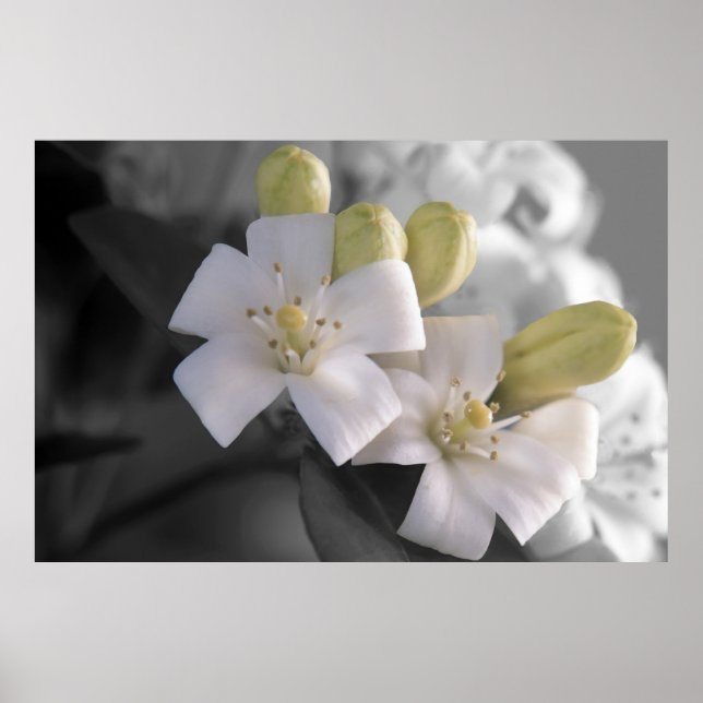 White Blossom Poster (Front)