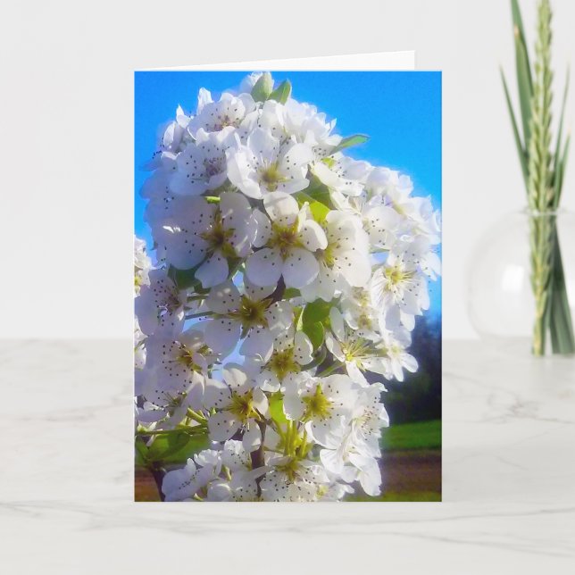 White Blossoming Pear Branch in Spring Card (Front)