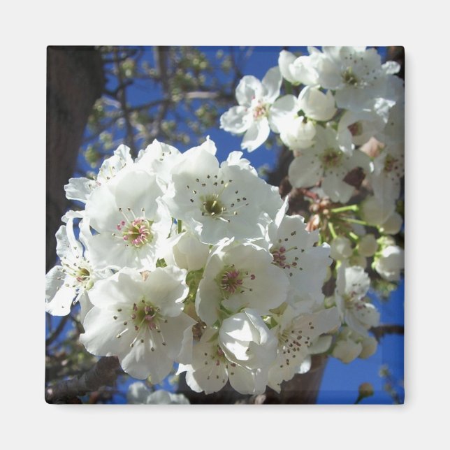 White Blossoms I Ornamental Pear Tree Magnet (Front)