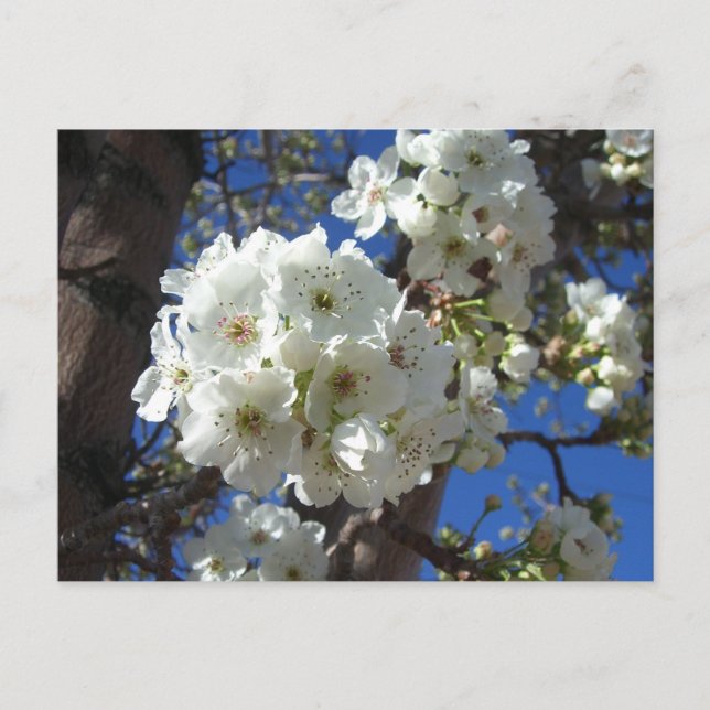 White Blossoms I Ornamental Pear Tree Postcard (Front)