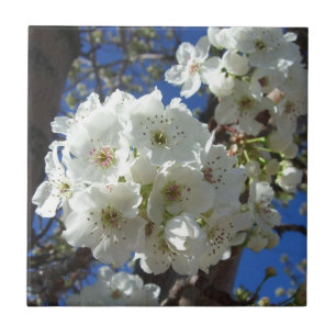 White Blossoms I Ornamental Pear Tree Tile