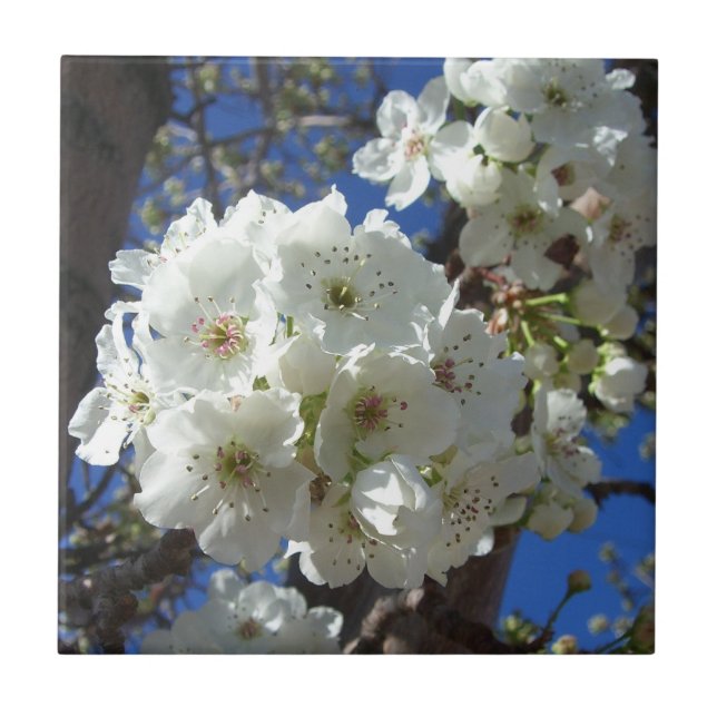 White Blossoms I Ornamental Pear Tree Tile (Front)