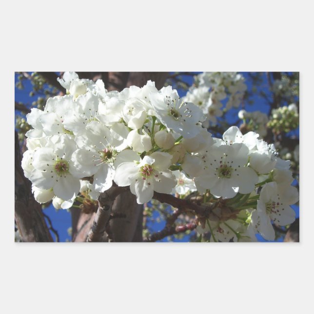 White Blossoms II Spring Flowering Tree Sticker (Front)