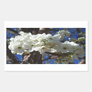 White Blossoms II Spring Flowering Tree Sticker