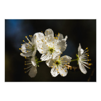 white Blossoms Photo Enlargement